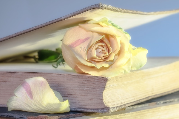 读书 Reading Books