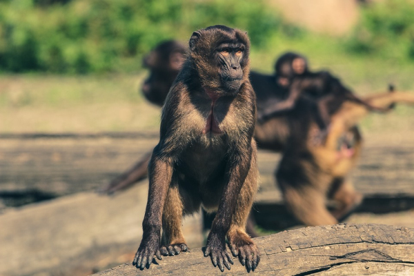 淘气的猴子 Naughty Monkey