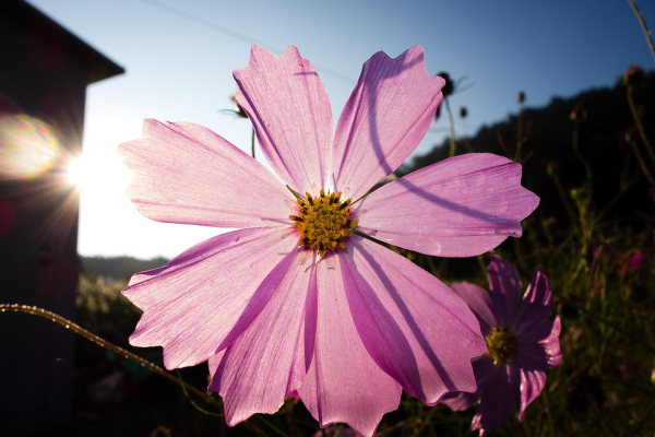 感恩节的由来 The Coming of Thanksgiving Day