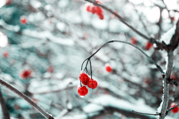 冬天的景色 The Scenery in Winter 