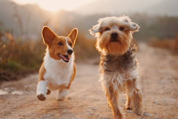 宠物——我们的朋友或敌人？ Pets--Our Friends or Enemies?